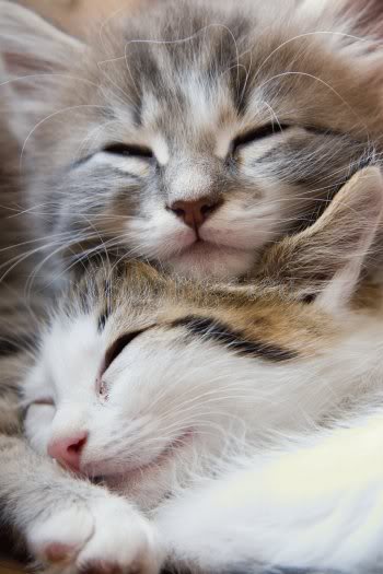 cute_kittens